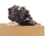 Fototapeta Psy - One black dog in the box.