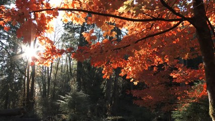 Wall Mural - Beautiful Autumn Day Sun Shining On Flame Maple