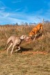 Weimaraner in the meadow. Sunny autumn day with dogs. Hunting dog on the hunt.