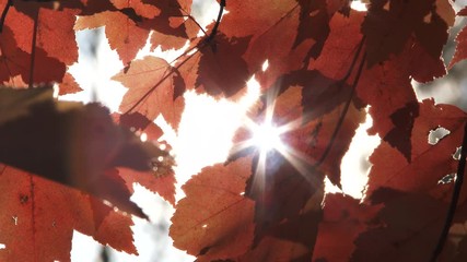 Wall Mural - Sun Shining Through Autumn Leaves Close Up