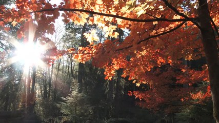 Wall Mural - Sunrise Time Lapse Through Forest Trees And Autumn Leaves