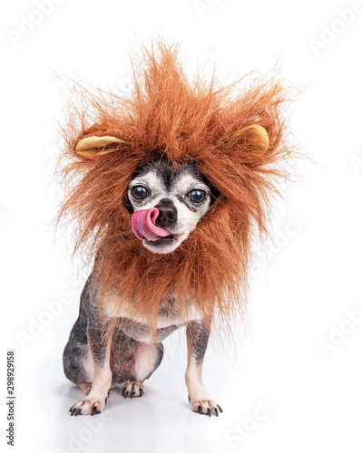 Fotografía Cute chihuahua with a lion mane studio shot isolated on a white background