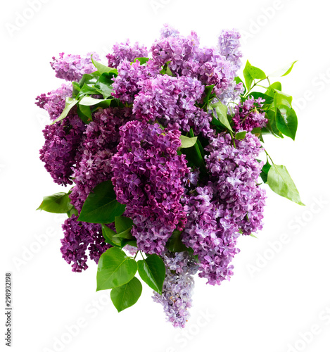 Fresh lilac flowers