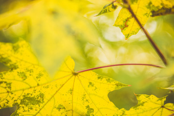 Autumn background with maple leaves and sunlight, selective art focus