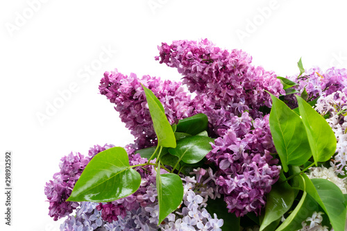 Fresh lilac flowers