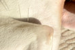 Closeup on the let foreleg of a white dog, the dog has acupuncture needles on the leg's triceps muscle
