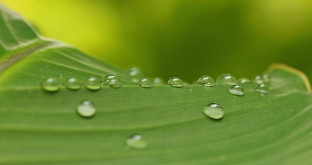 Poster - Gouttes d'eau sur une feuille de bananier