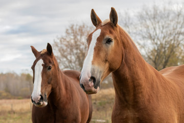 Poster - Beautiful heavy draft horse a large horse used for pulling heavy loads,