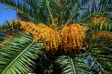 The Ripening Fruit Of The Date Palm.