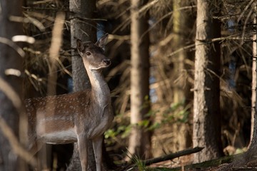 Wall Mural - Fallow deer