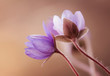 Przylaszczka - wiosenne kwiaty