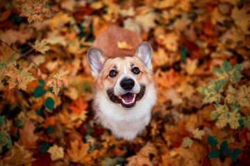 Sticker - portrait of a cute puppy red dog Corgi stands in the autumn Park against the background of colorful bright fallen maple leaves and faithfully look up smiling