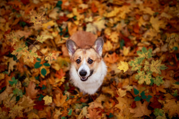 Wall Mural - cute puppy red dog Corgi stands in the autumn Park against the background of colorful bright fallen maple leaves and faithfully look up smiling