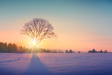 Winter Sunset Over The Snow Covered Tree.Nature Background.