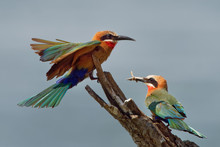 White-fronted Bee-eater - Merops Bullockoides  Green And Orange And Red Bird Widely Distributed In Sub-equatorial Africa, Nest In Small Colonies, Digging Holes In Cliffs Or Earthen Banks