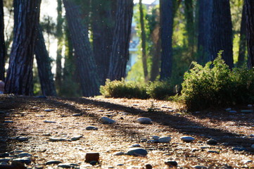 Wall Mural - path in forest