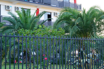 Wall Mural - plants in greenhouse