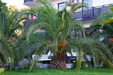 Sticker - palm trees in garden