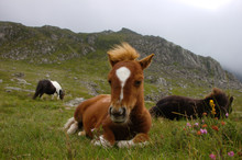 Wild Shetland Ponies At Cwm Idwal, Snowdonia National Park, Wales.