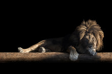 Lion Lies On A Log, Isolate On A Black Background, Copy Space