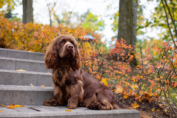 Adorable young brown Sussex Spaniel posing in a park