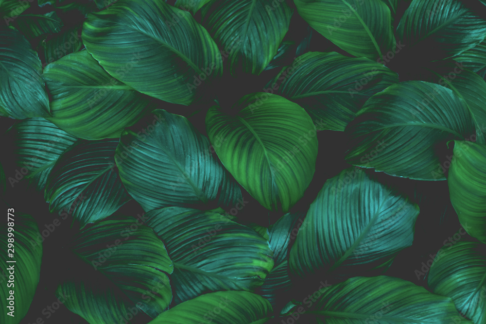 Spathiphyllum cannifolium, tropical leaves, abstract green leaves texture, nature background - obrazy, fototapety, plakaty 