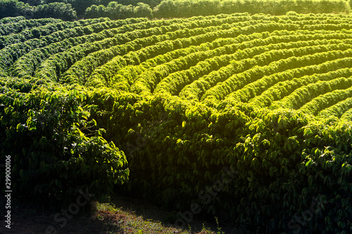 Fotografía Farm coffee plantation brazilian