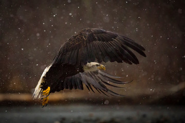 eagle in the snow