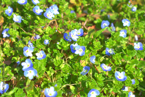 春に咲く青い小さい花 オオイヌノフグリ Stock Foto Adobe Stock