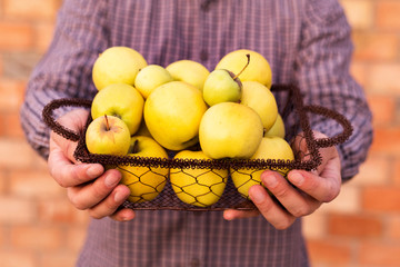 Wall Mural - Fresh ripe organic golden yellow apples in a wooden basket in male hands. Autumn harvest of red apples for food or apple juice on a brick wall background outside. Harvesting fruits. Healthy food.