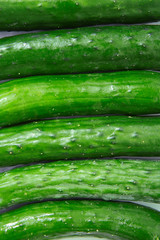 Wall Mural - green long cucumbers on a white background