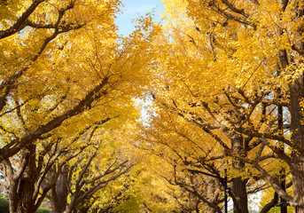 Wall Mural - Autumn yellow ginkgo trees at Jingu Gaien Avenue　黄色に色づく秋の銀杏 神宮外苑