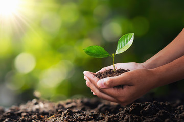 hand holding young plant for planting. concept green world