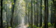© binoyphotofolio - Jim Corbett National park
