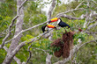 Two Toco Toucans sitting over brown birds nests in a tree, facing each other, Pantanal Wetlands, Mato Grosso, Brazil
