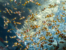 Group of baby perculas clownfish in Percula farm.Cartoon fish.Anemone.Colorful sea animals.Sea fish pet.