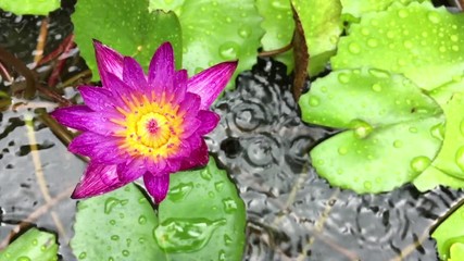 Wall Mural - The lotus flower in rainy day, Slow motion