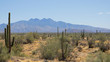 © Joshua - Arizona saguro cacti with mountains in the background.