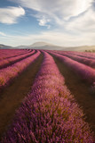 Fototapeta Krajobraz - Bridestowe Lavender Farm in Tasmania, Australia