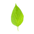 green leaf isolated on a white