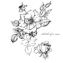 Graphic sketch of a rose