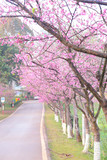 Fototapeta Las - Vintage sakura or cherry blossom