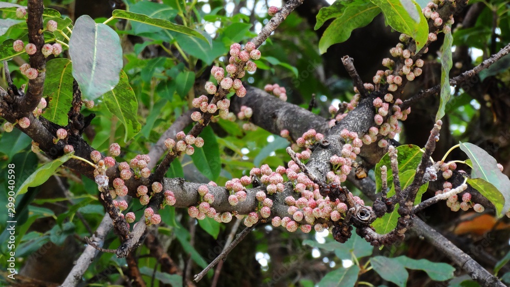 Fruits on ficus subpisocarpa tree in outdoor. Fruit on ficus ...