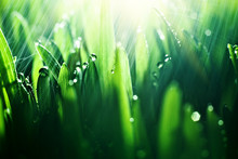 Macro. Background, Water Drops On The Green Grass. Desktop Background. Selective Focus.
