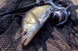 Freshwater zander and fishing equipment lies on wooden background..