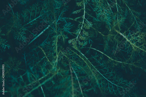 Close up of yarrow leaves