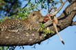© henk bogaard - Leopard cub in the tree eating from a prey in Sabi Sands Game Reserve in the greater Kruger region in South Africa