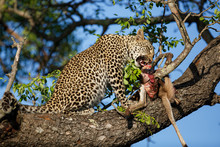 Leopard Cub In The Tree Eating From A Prey In Sabi Sands Game Reserve In The Greater Kruger Region In South Africa