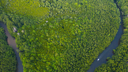 Wall Mural - Aerial top view of Boat on the river in Mangrove Forest Conservation in thailand