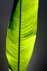 Strelitzia,bird of paradise leaf 